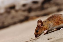 Snel af van ongedierte in huis