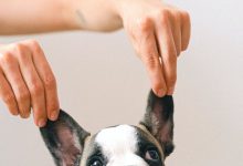 hond verzorgen